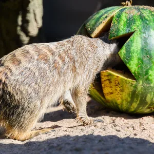 Köpfchen in die Melone – und ab dafür. Ein Erdmännchen nascht die Leckerei lieber von innen weg.