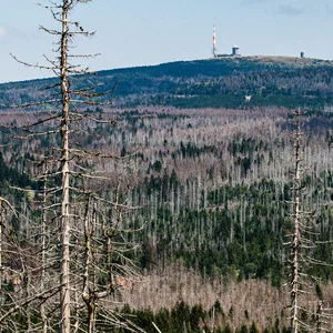 Blick auf den Berg Brocken im Harz hinter abgestorbenen Fichten im Juli 2022.