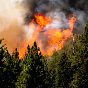 Ein Hubschrauber wirft bei der Bekämpfung des Oak Fire in Mariposa County Wasser ab.