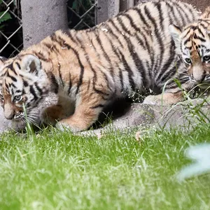 Die zwei weiblichen Tigerbabys gehen vorsichtig aus dem Eingang in ein Außengehege.