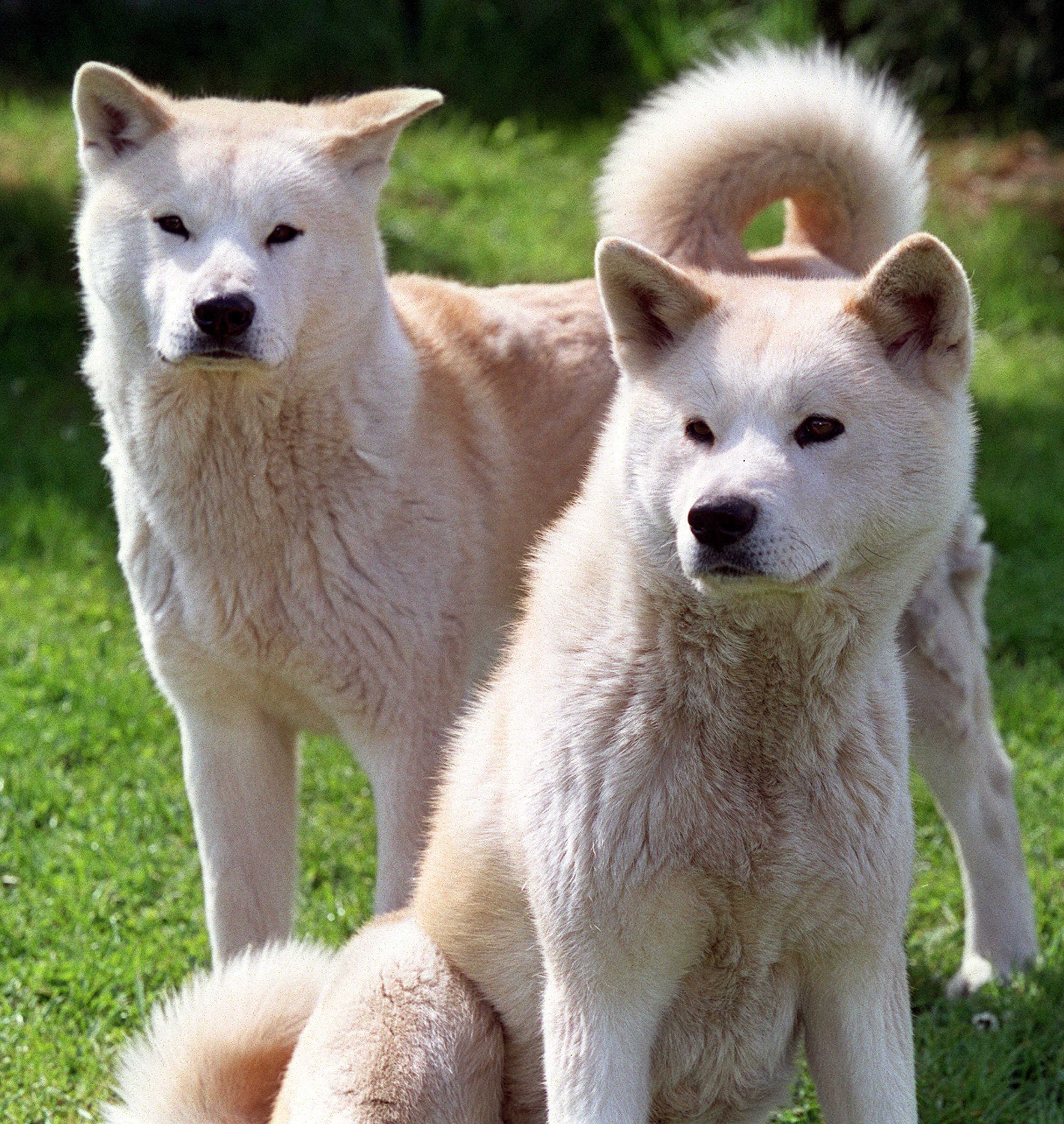 Zwei hellbraune Hunde der Rasse Akita Inu.