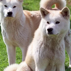 Zwei hellbraune Hunde der Rasse Akita Inu.