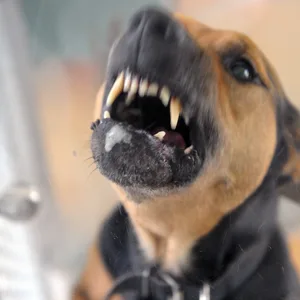 Hunde