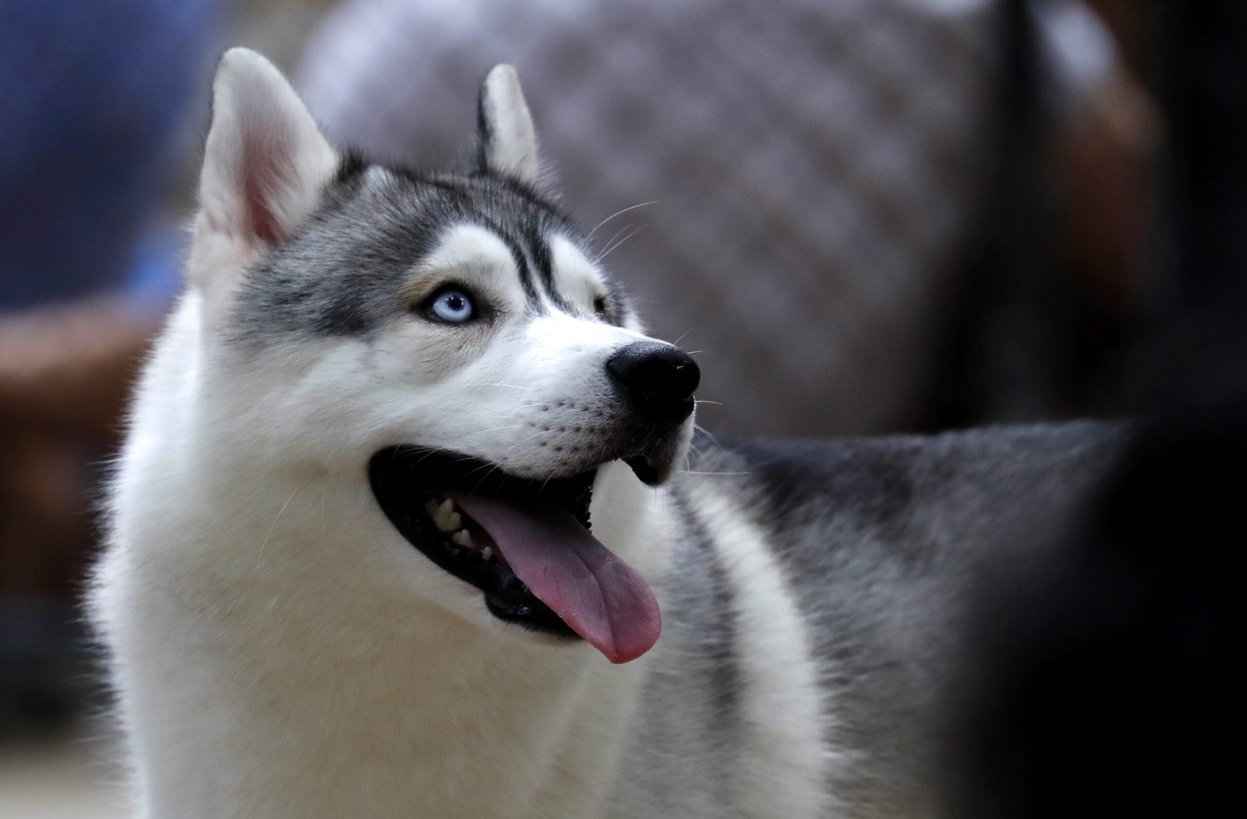 Ein Husky schaut nach oben
