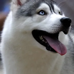 Ein Husky schaut nach oben