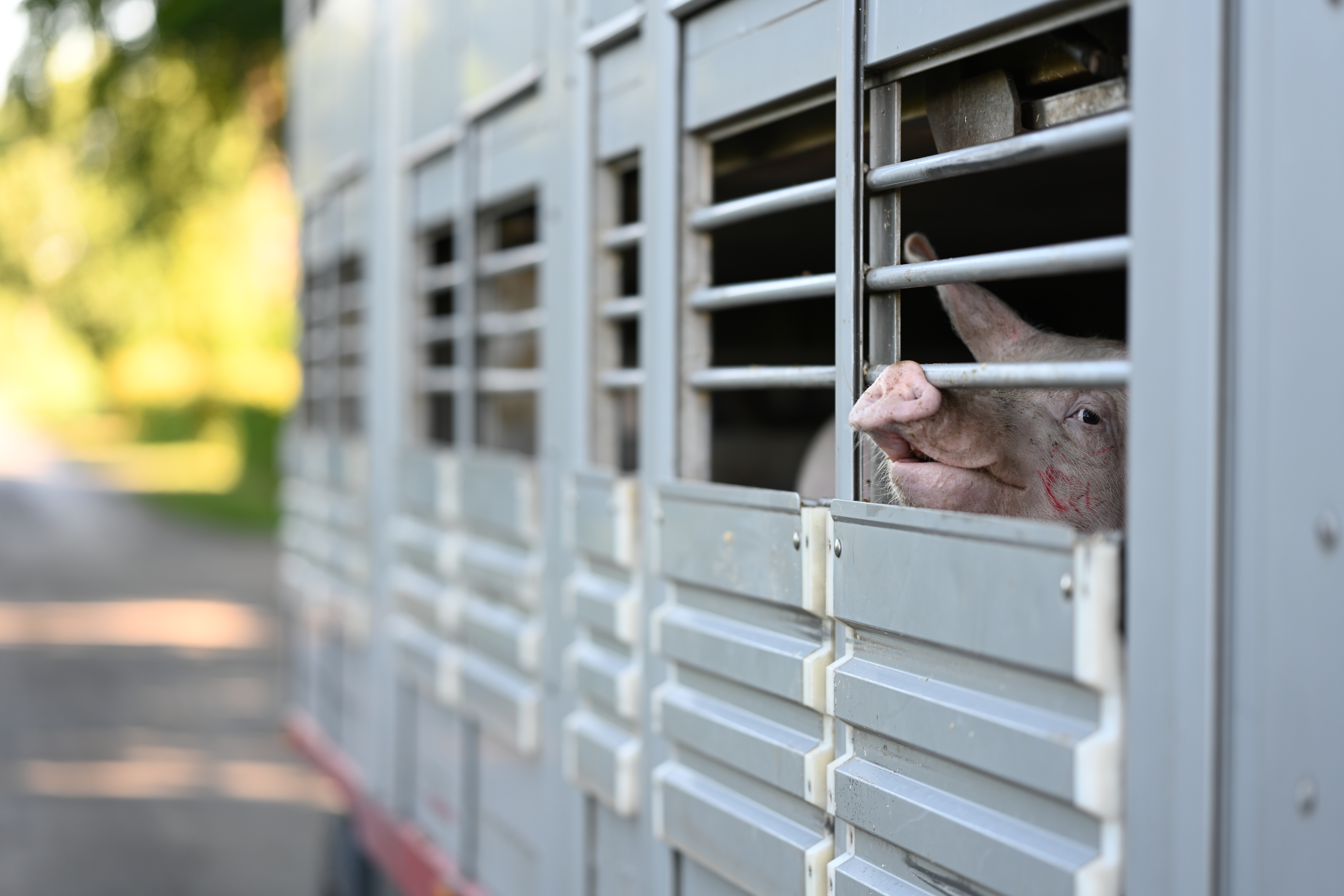 In einem Betrieb in Niedersachsen ist erstmalig die Afrikanische Schweinepest nachgewiesen worden.