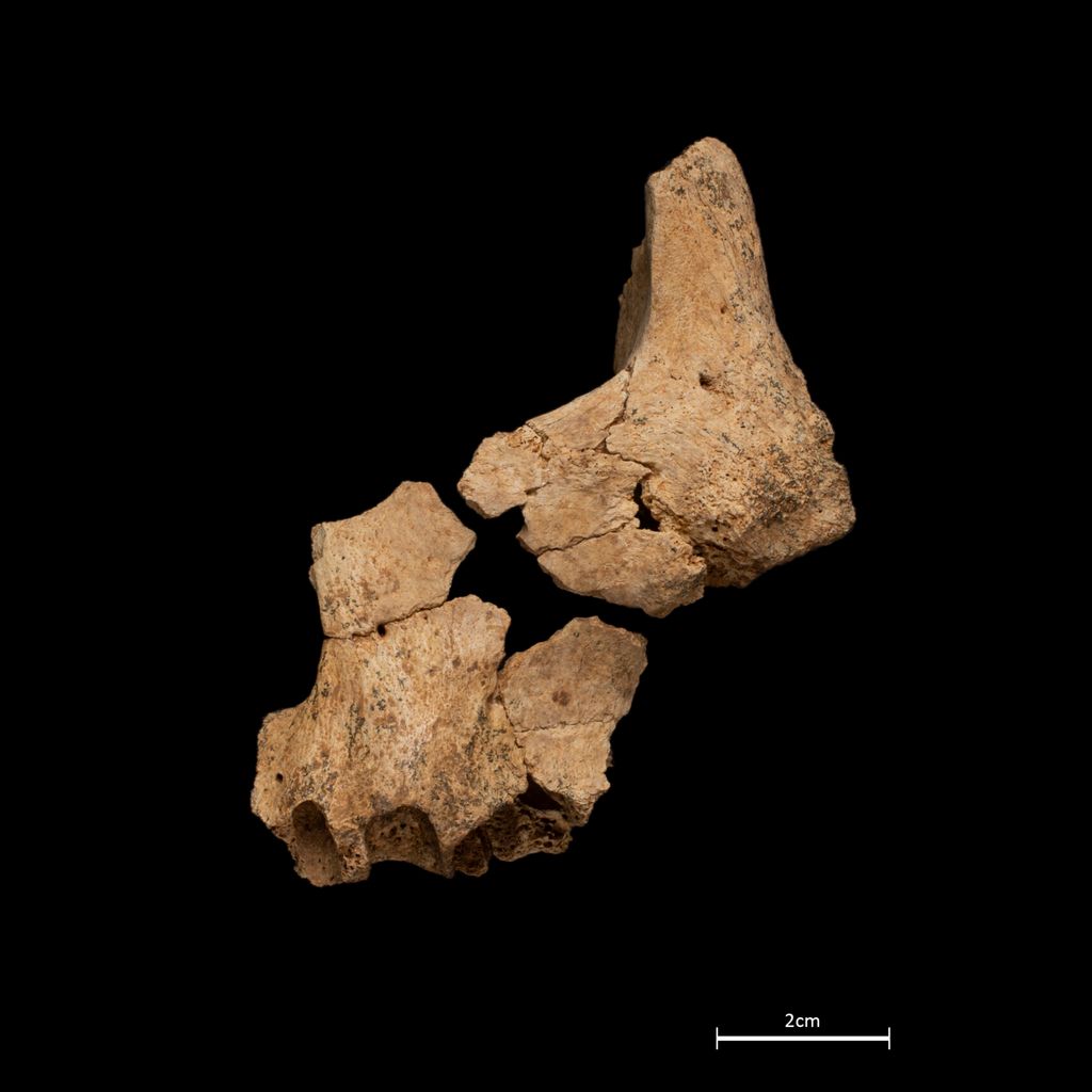 Das Fossil von Oberkiefer und Wangenknochen.