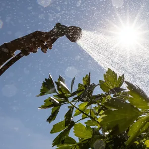 Bewässerung im Garten