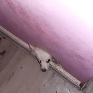 Völlig verängstigt schaut der Welpe aus dem Loch in der Wand.