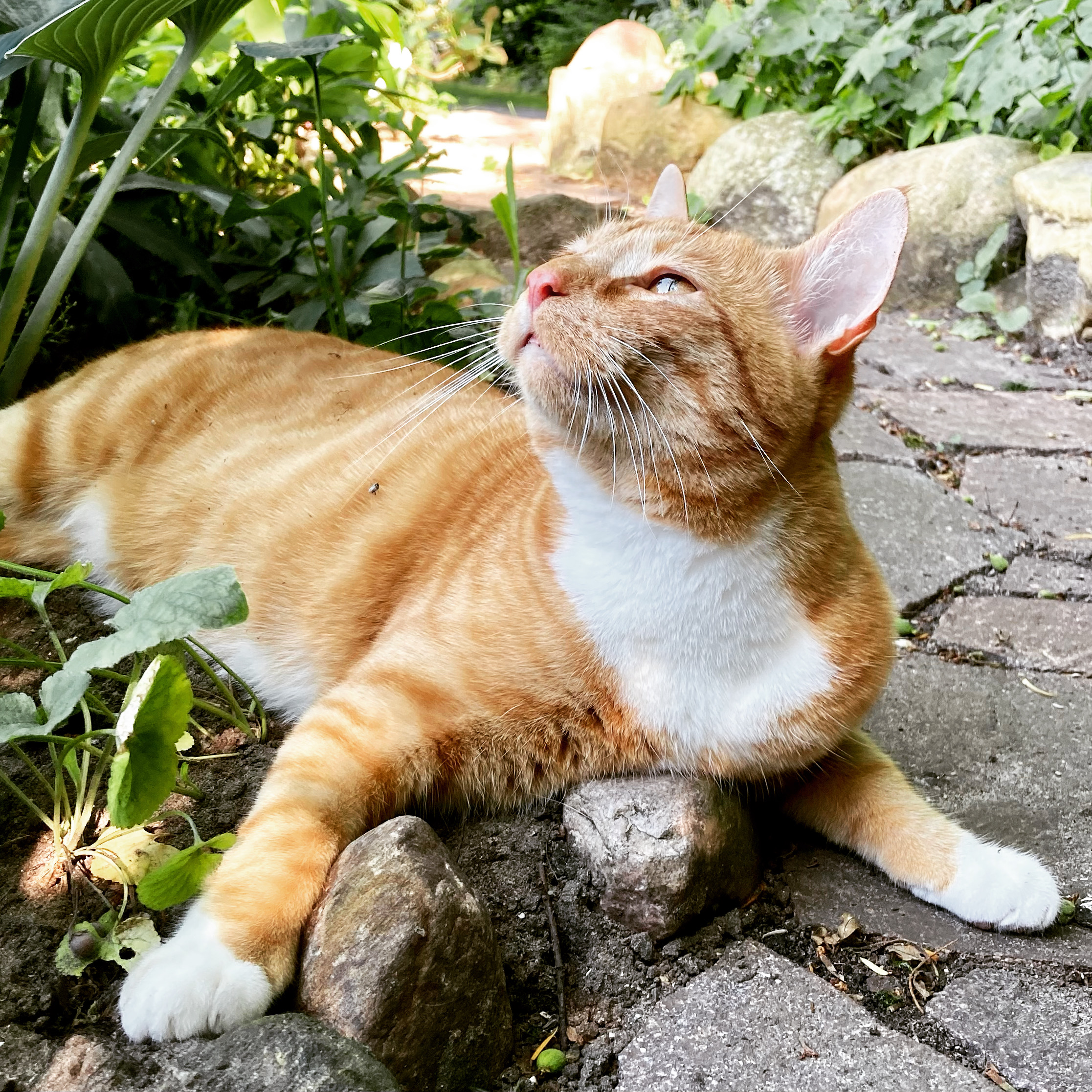 Katze im Schatten