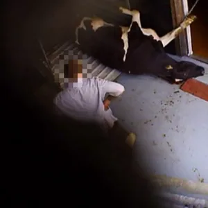 Eine Kuh wird vom Transporter gezerrt