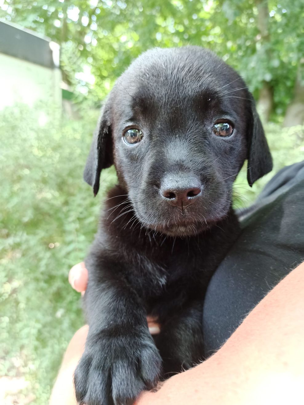 Labrador Welpe Holly mit Wasserkopf-Syndrom