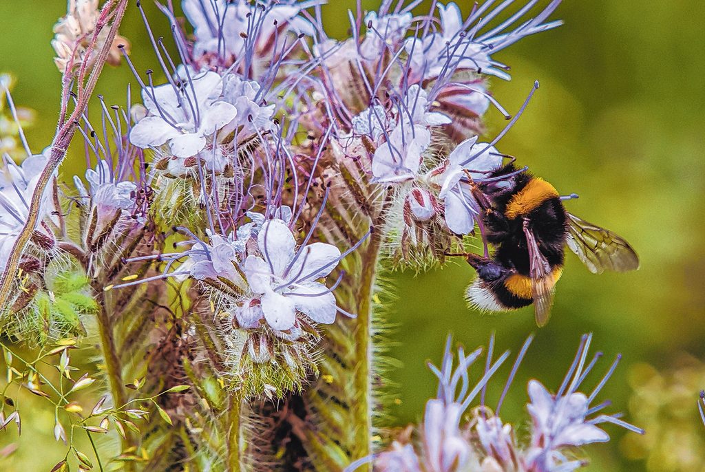 Hummeln und viele andere Insekten schwirren durch den Garten.