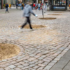 Sieben Bäume wurden in der Innenstadt gefällt – weil sie im Weg der Bauarbeiten um das C&A-Gebäude waren