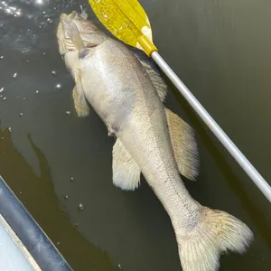 Umweltverbände schlagen mit Blick auf zahlreiche tote Fische in der Elbe Alarm.