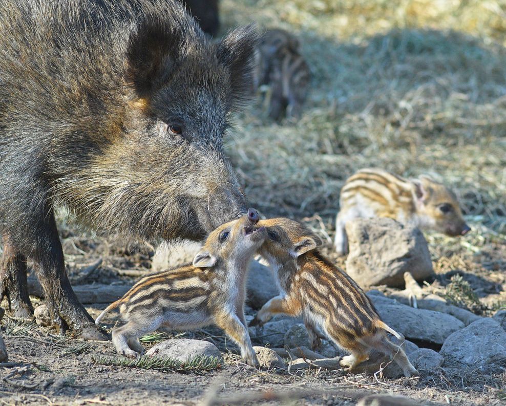 Wildschweine gibt's im Wildpark Schwarze Berge zu sehen.