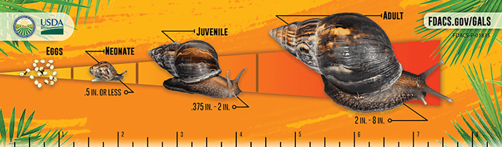 Die Grafik zeigt die Lebenszyklen der afrikanischen Riesenschnecke.