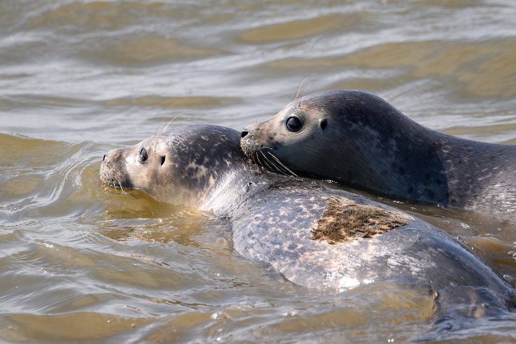 Die frisch ausgewilderten Seehunde Paul und Friso im Wasser.