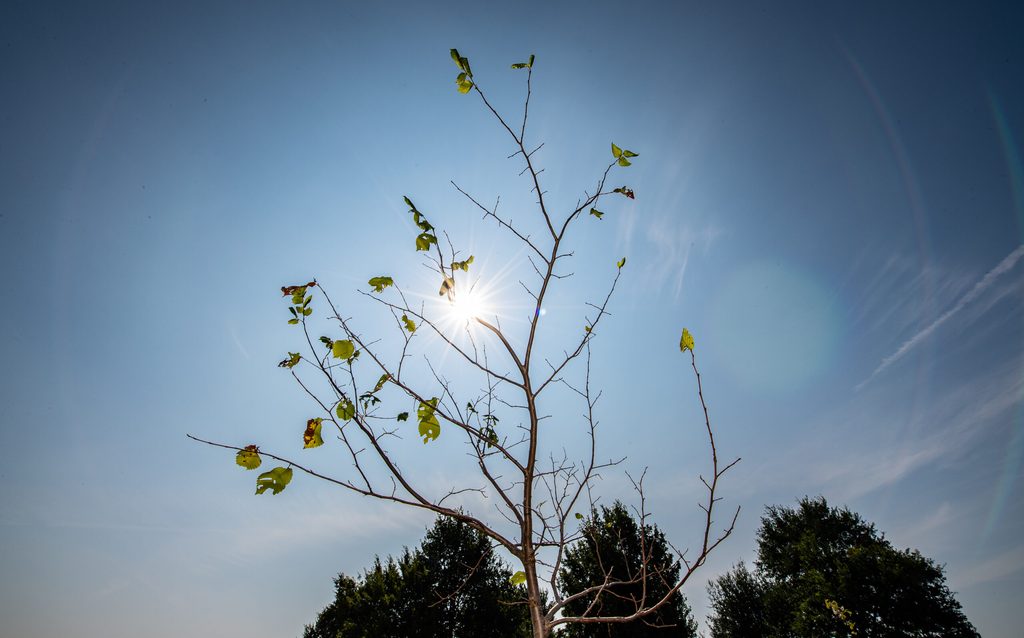 Baum
