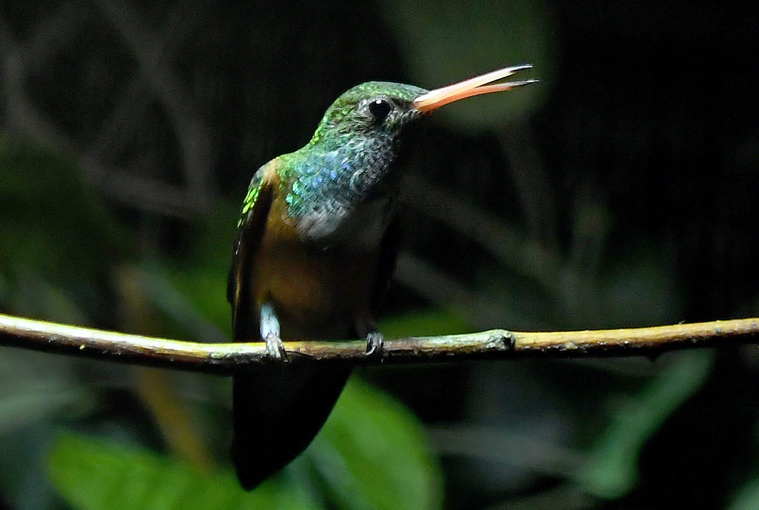 Einer von 82 Kolibris sitzt in einer Voliere im Weltvogelpark Walsrode. (Archivfoto)