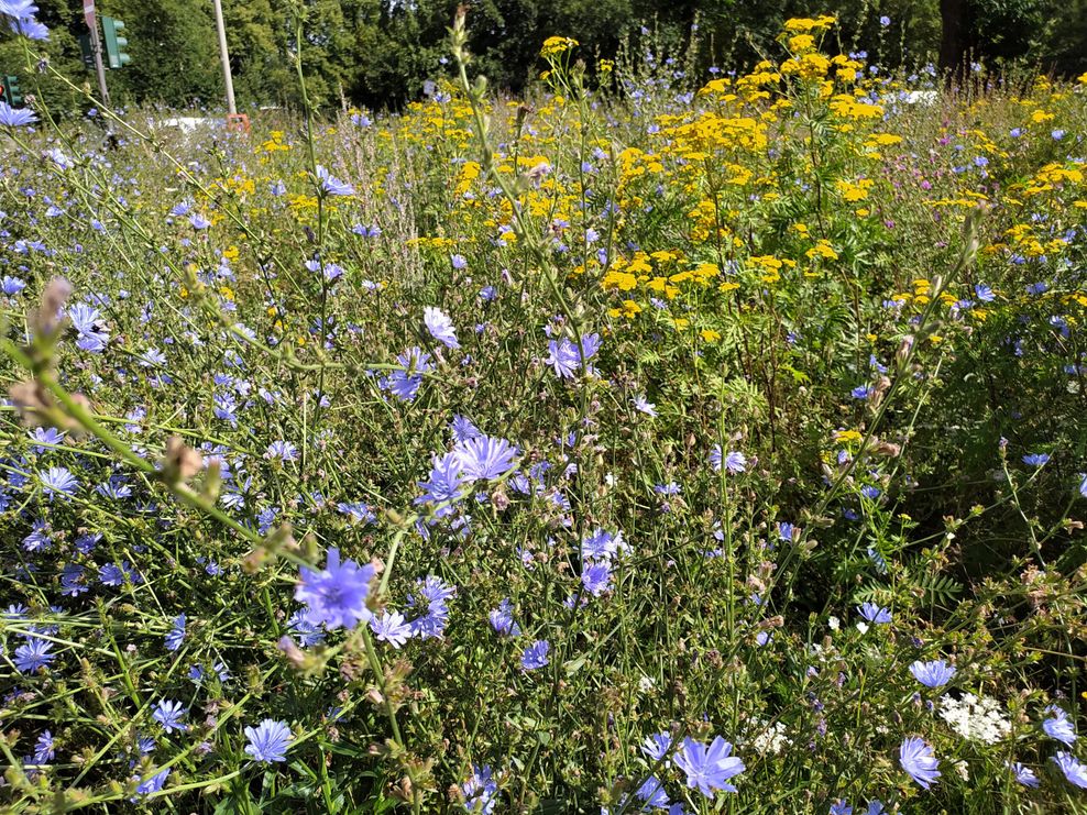 Eine Blühwiese für Insekten an der Ecke Richardstraße/Blumenau in Eilbek.