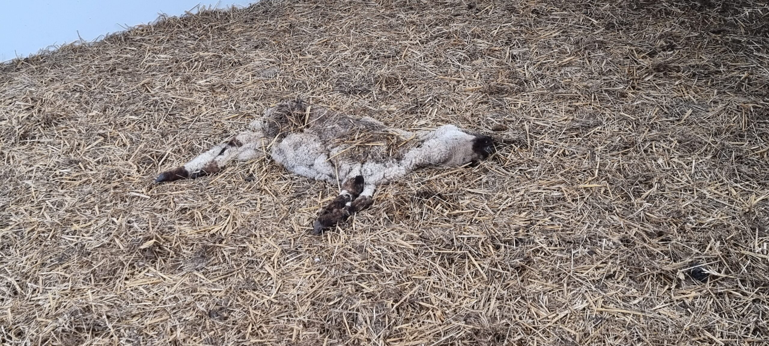 Totes Schaf in einem Stall bei Kranenburg