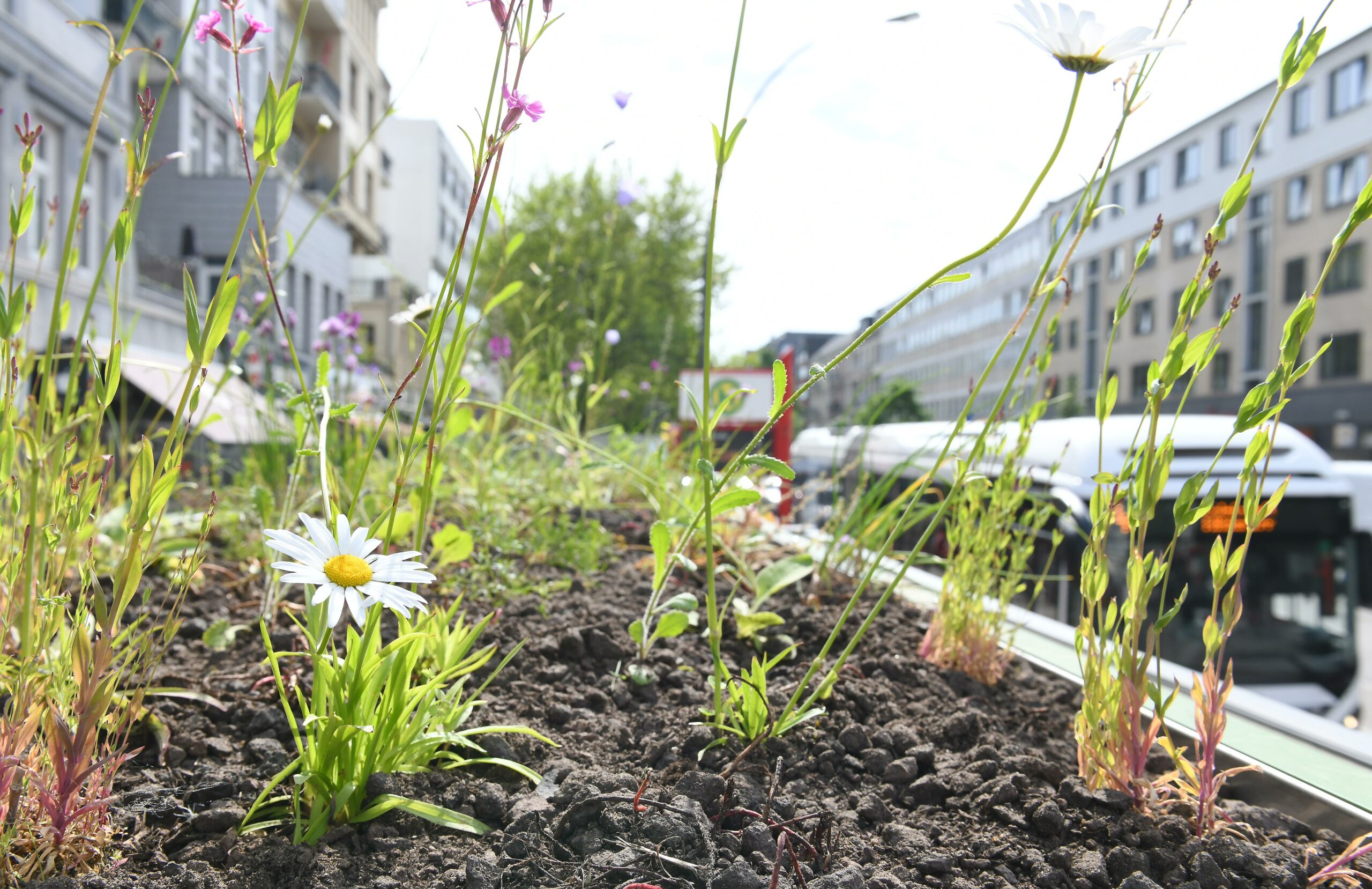 An der Bushaltestelle Osterstraße wurden unter anderem Blühstauden gepflanzt.