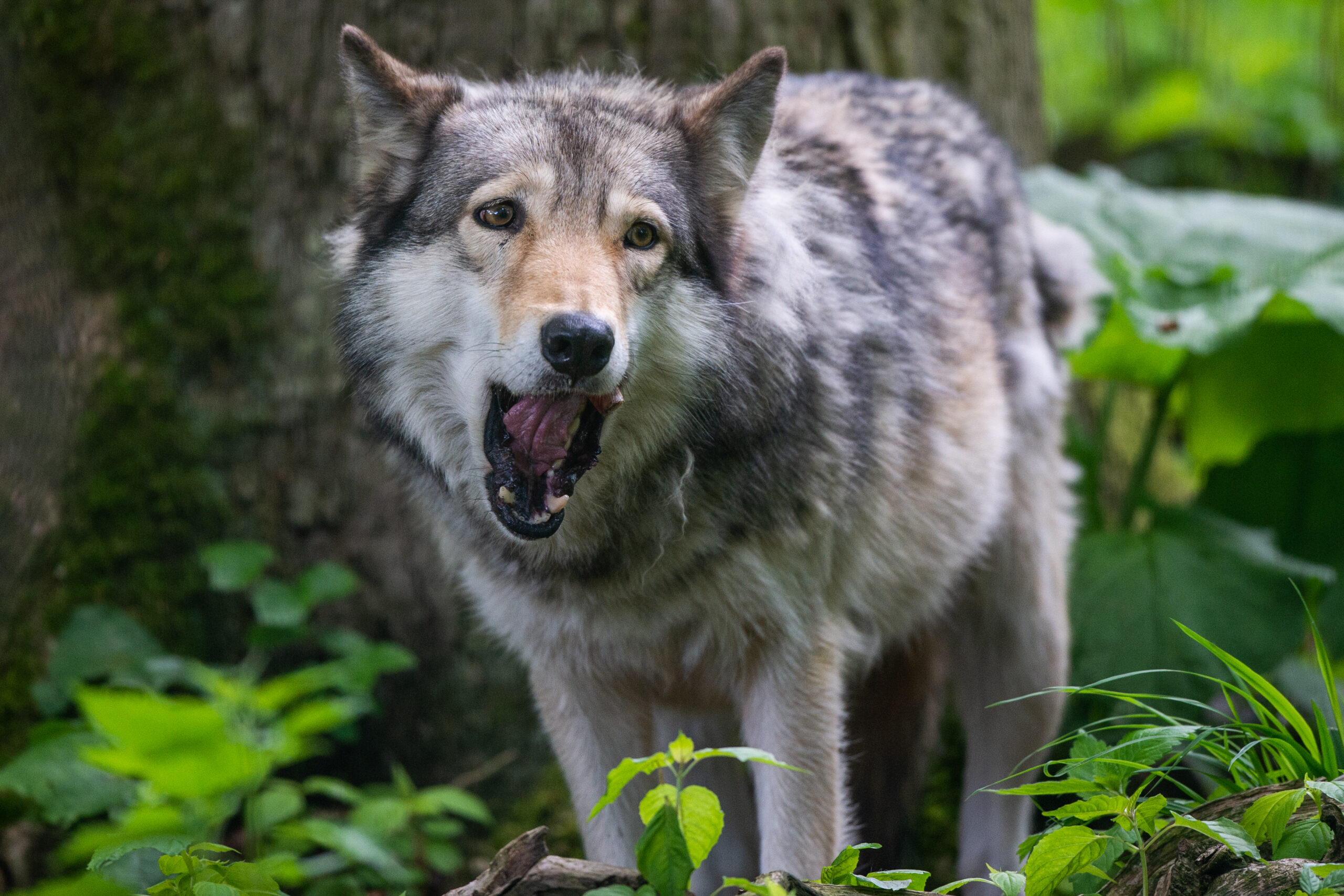 Ein Wolf wurde bei einem Unfall in Vorpommern getötet. (Symbolbild)