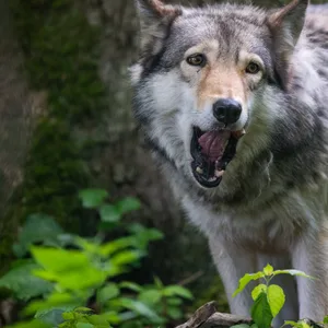 Ein Wolf wurde bei einem Unfall in Vorpommern getötet. (Symbolbild)