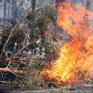 Waldbrand