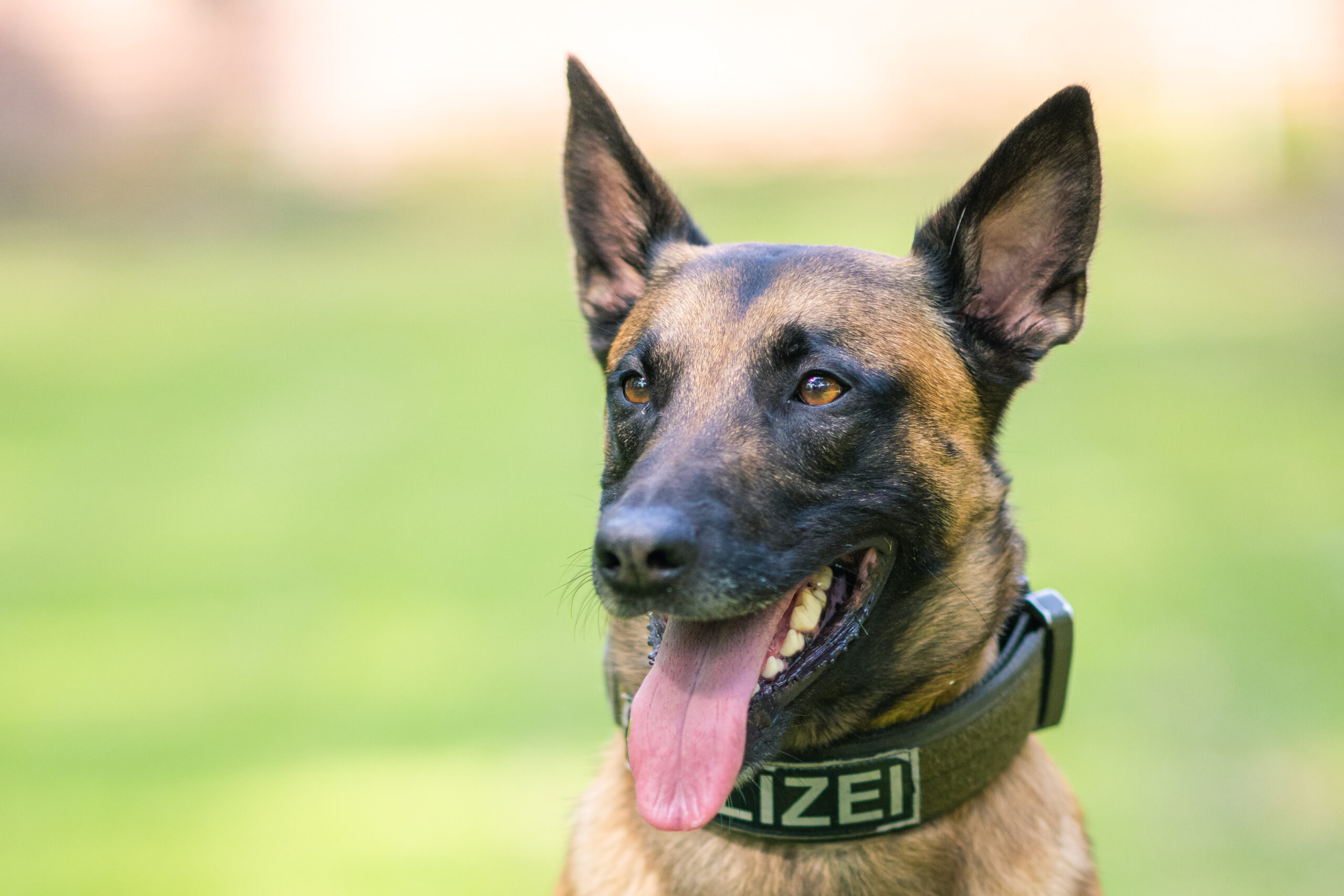 Polizeihund