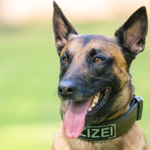 Polizeihund