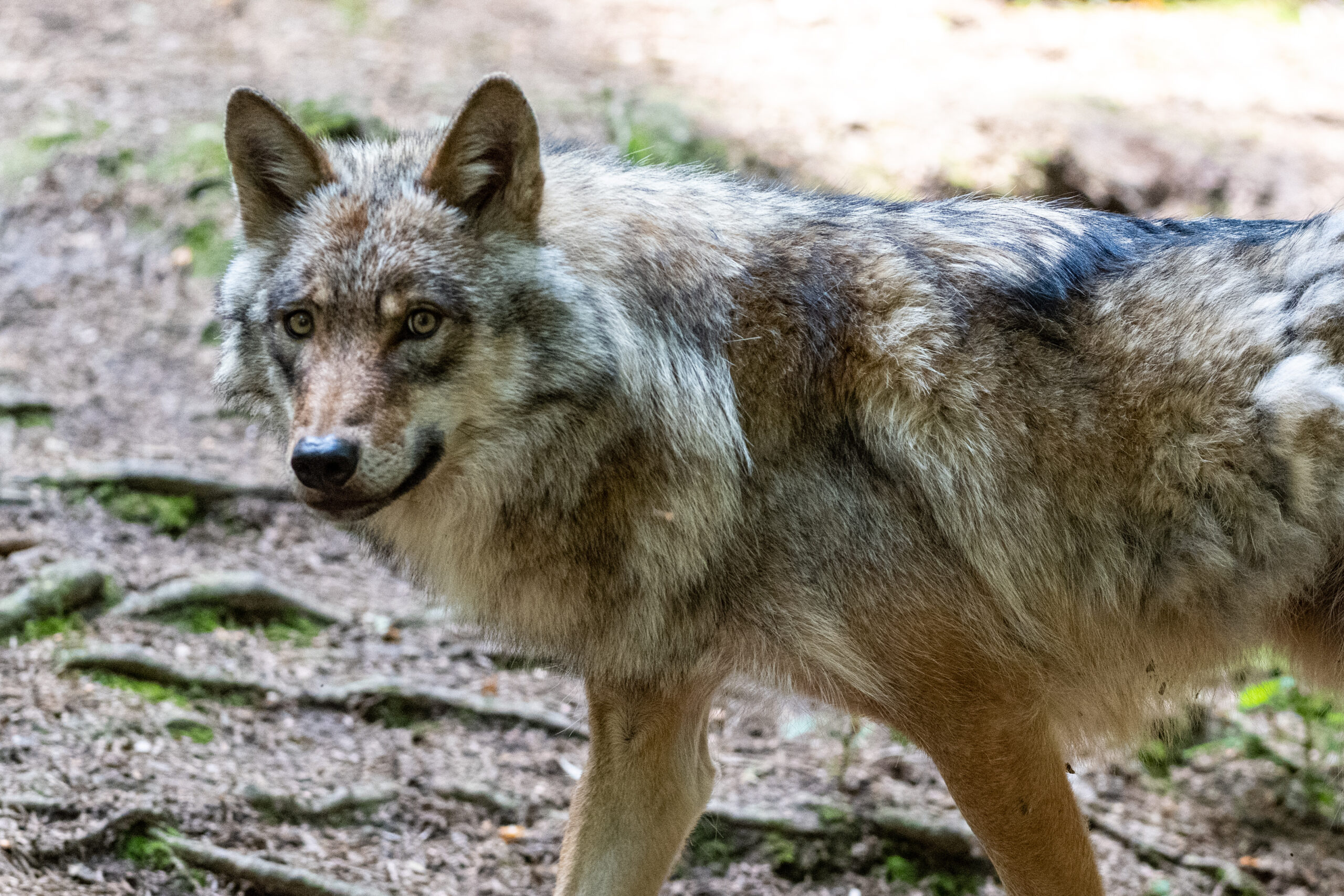 Mehrere Personen berichteten: In der Stadt Hannover sei am Dienstag ein Wolf gesichtet worden. (Symbolbild)