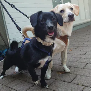 Diese beiden Hunde wurden am Mittwoch vor dem Franziskustierheim in Lokstedt ausgesetzt.