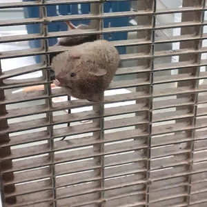 Maus in Gitter