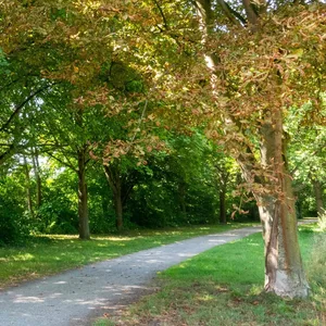 Blätter wie im Herbst: Trockenheit, direkte Sonneneinstrahlung und die Rosskastanienminiermotte machen es dieser Kastanie besonders schwer – sie vertrocknet.