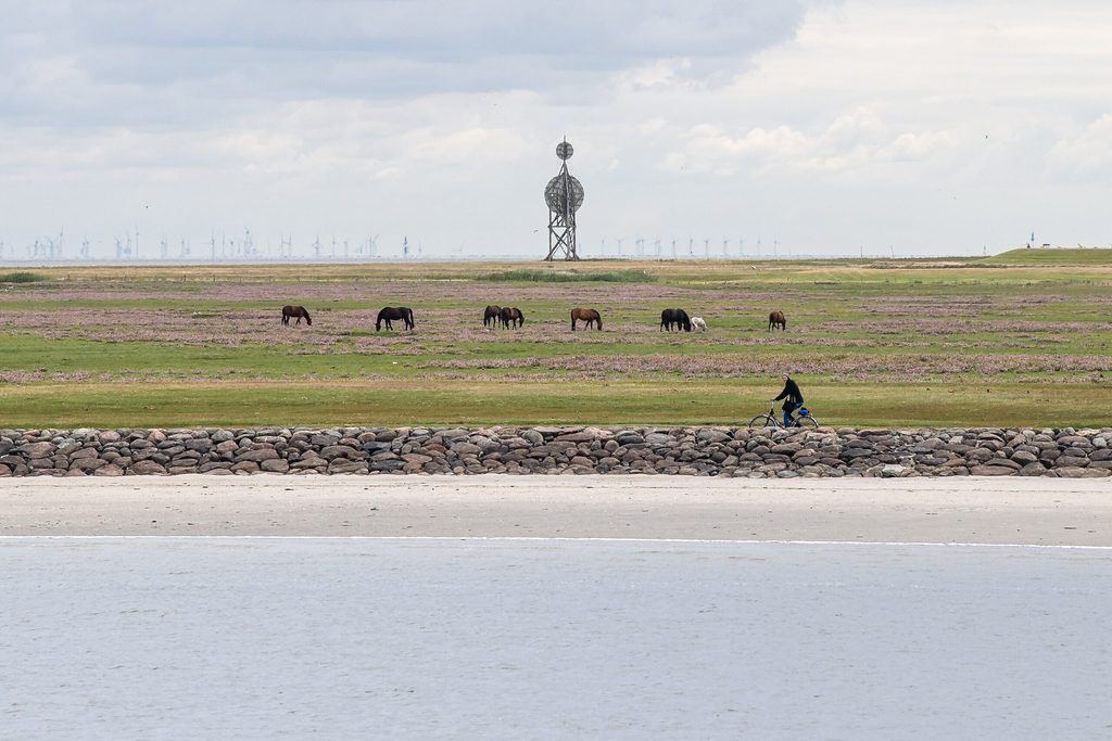 Pferde stehen auf einer Wiese auf der zu Hamburg gehörenden Insel Neuwerk.