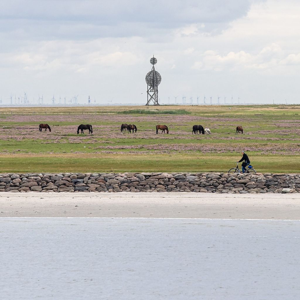 Pferde stehen auf einer Wiese auf der zu Hamburg gehörenden Insel Neuwerk.