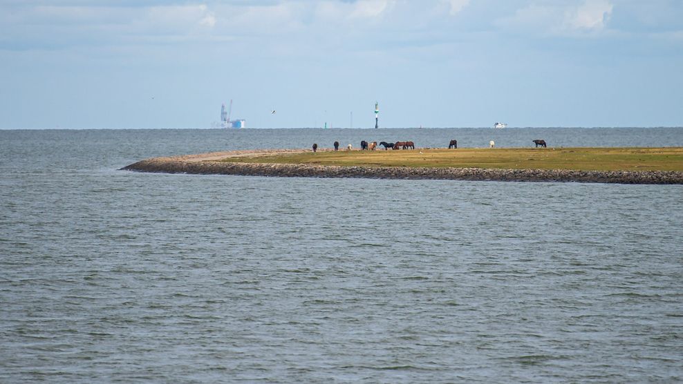 Pferde stehen auf einer Wiese auf der zu Hamburg gehörenden Insel Neuwerk