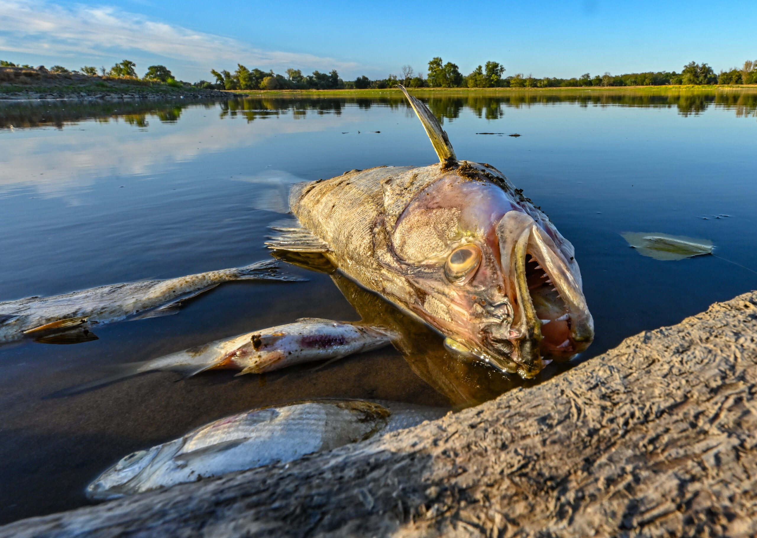 Furchtbarer Anblick: Tote Fische treiben in der Oder.