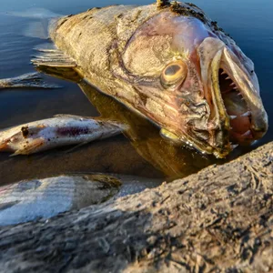 Furchtbarer Anblick: Tote Fische treiben in der Oder.