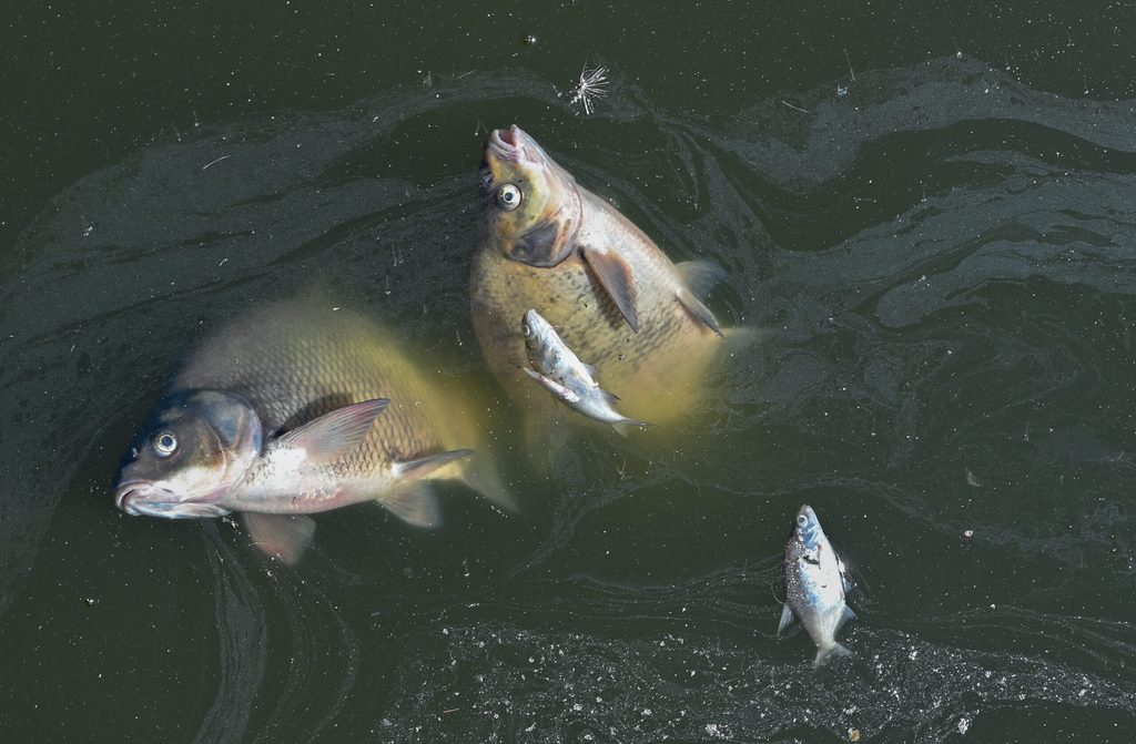 Tote Fische