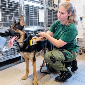 Tierpflegerin mit Schäferhund
