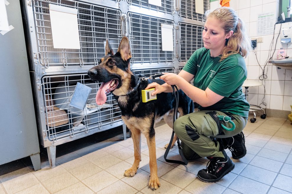 Tierpflegerin mit Schäferhund