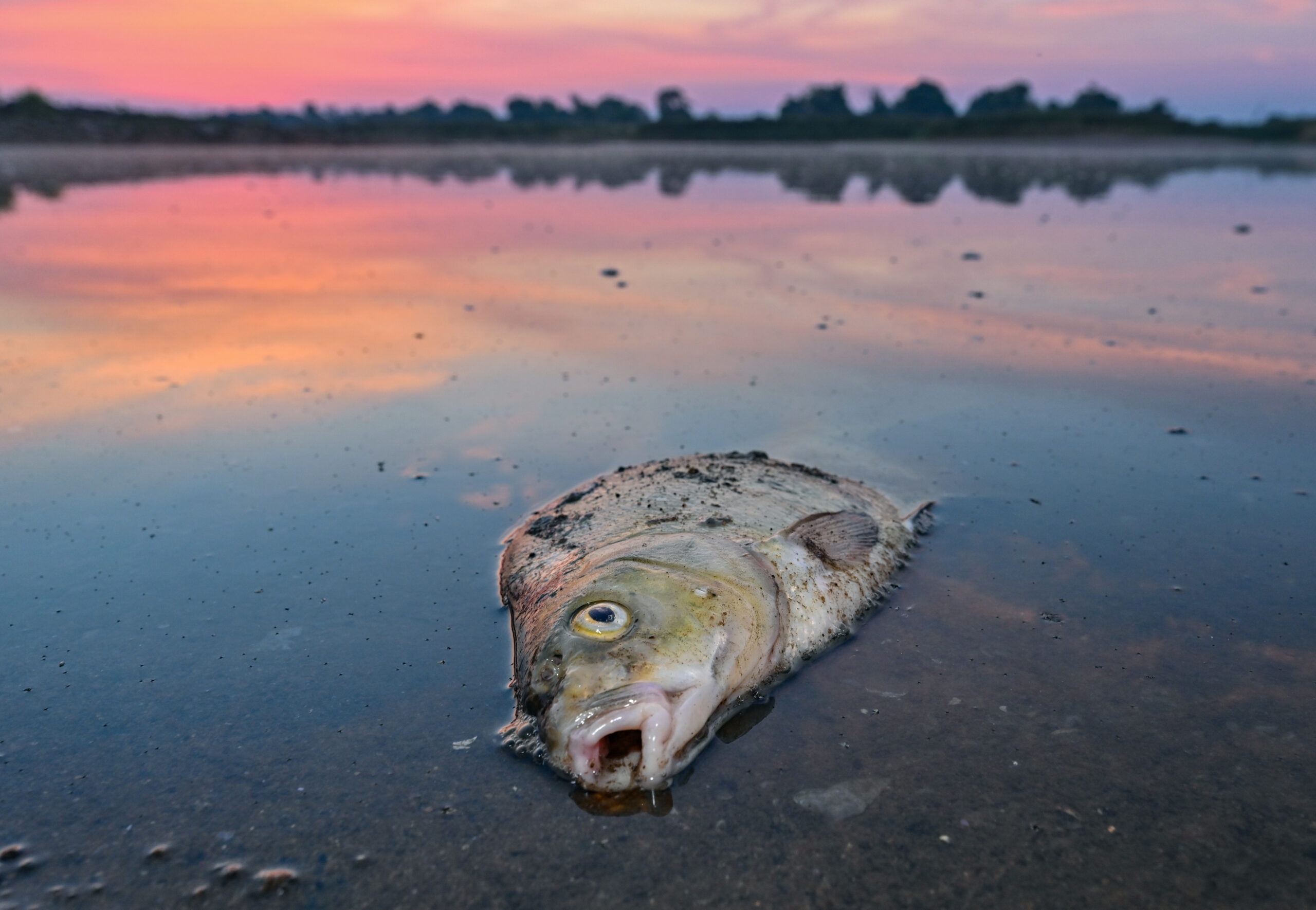 Ein toter Blei liegt im flachen Wasser der Oder
