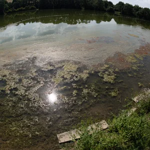 Rote Schlieren und Blaualgen: Der Badebereich vom Wendebachstaussee im Landkreis Göttingen ist gesperrt.
