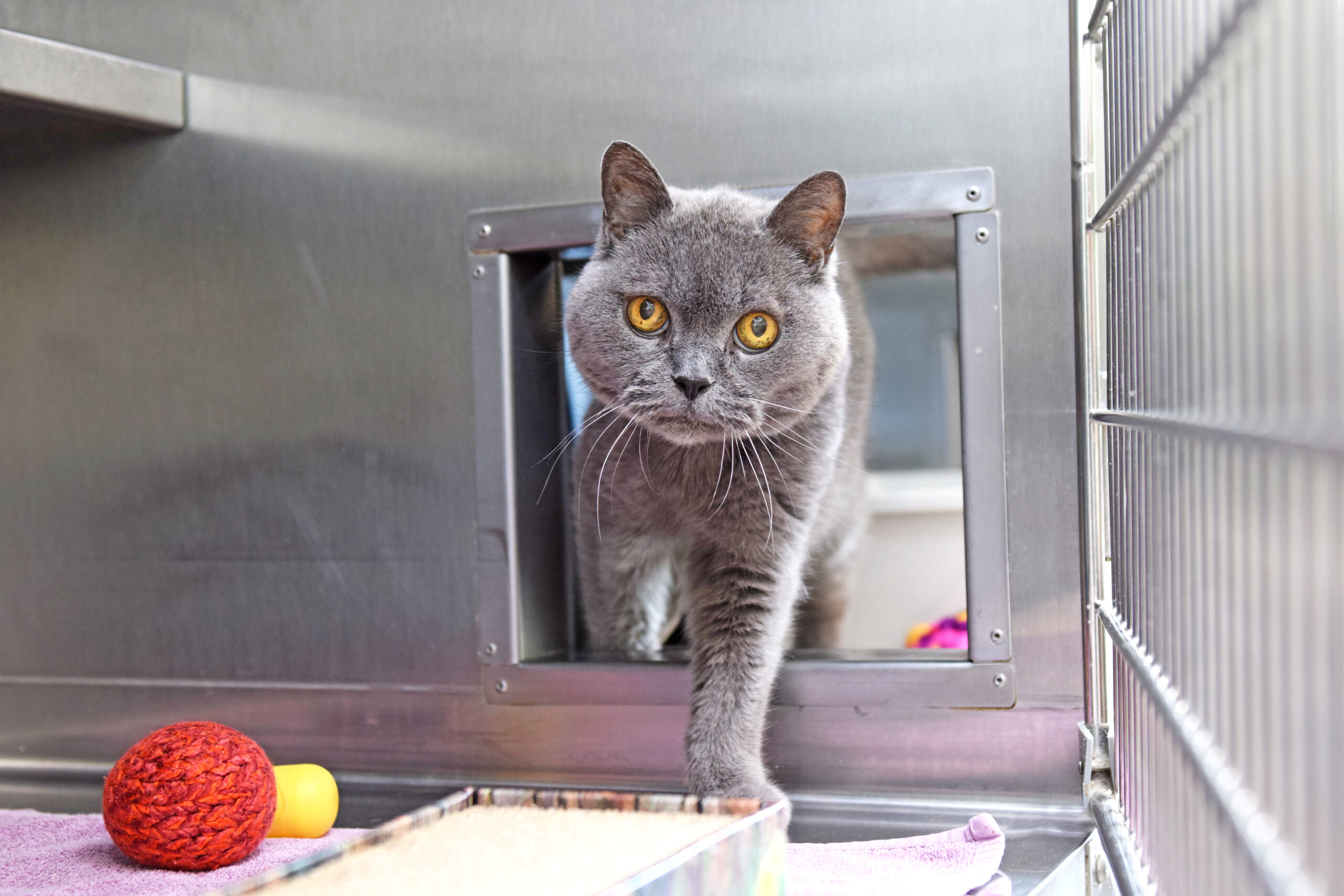 Der ausgesetzte Kater Püppi klettert durch eine Katzenklappe