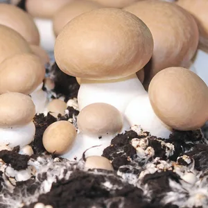 Champignons