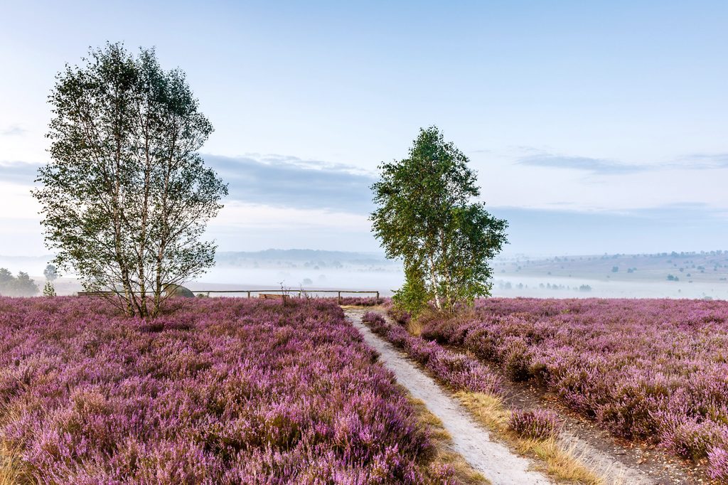 Lüneburger Heide