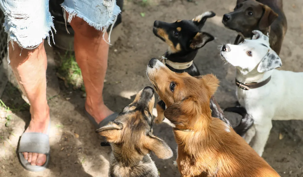 Die Hundewelpen aus Rumänien warten im Franziskus Tierheim auf ein neues Zuhause.